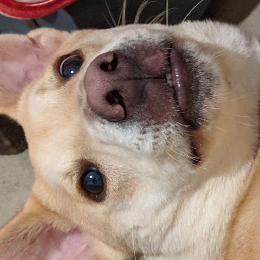 Meet your Posher, Katrina